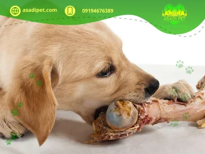 تغذیه سگ با استخوان