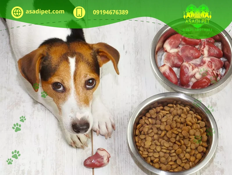 تغذیه مناسب سگ