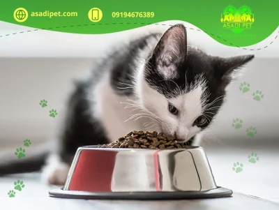 تغذیه مناسب گربه