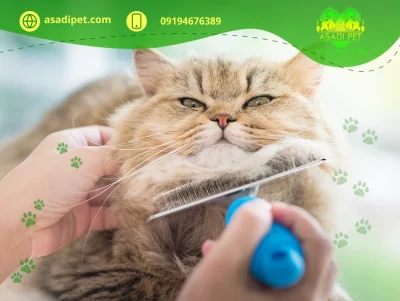 آرایش گربه