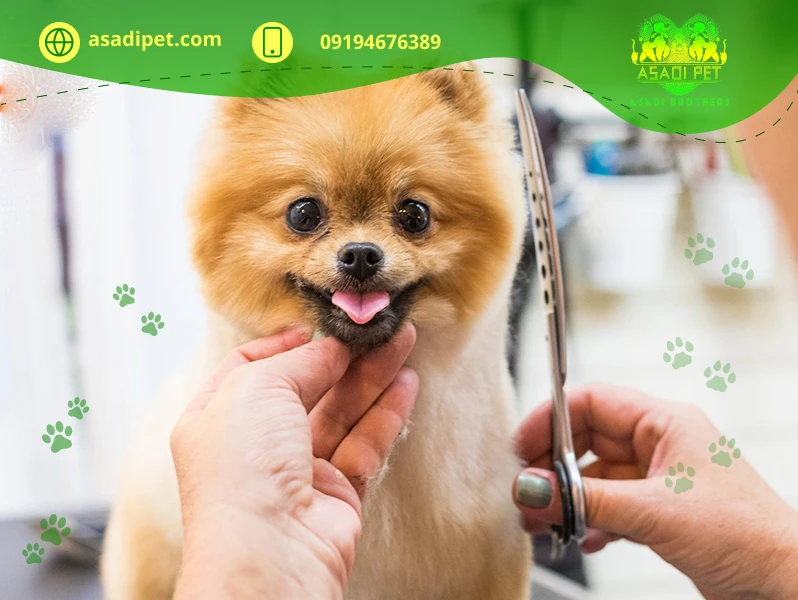 اصلاح موی گربه