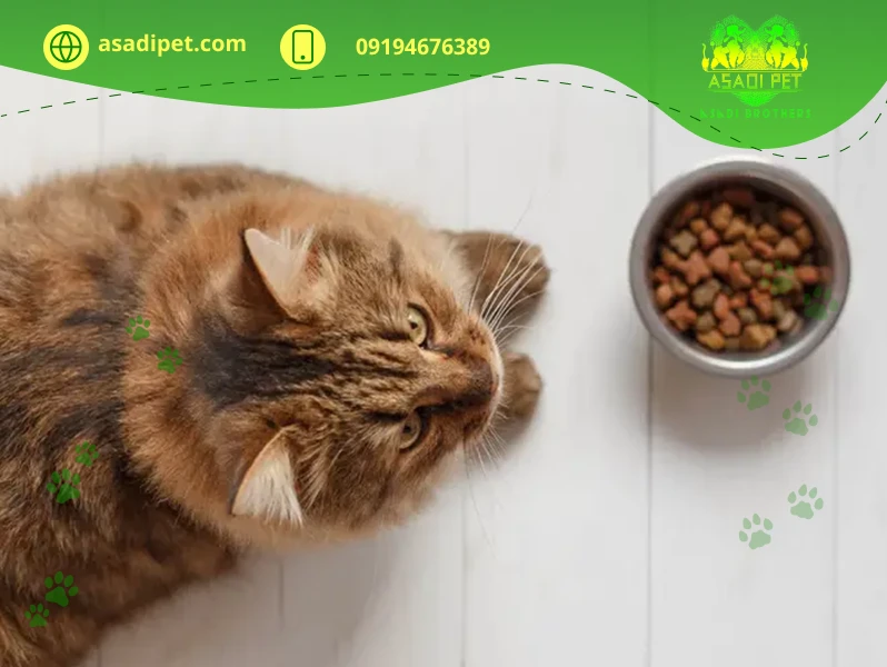 بی اشتهایی در گربه ها