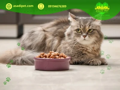 بی اشتهایی گربه ها