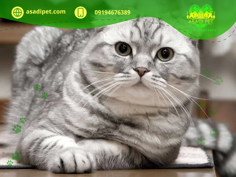 خرید گربه اسکاتیش فولد