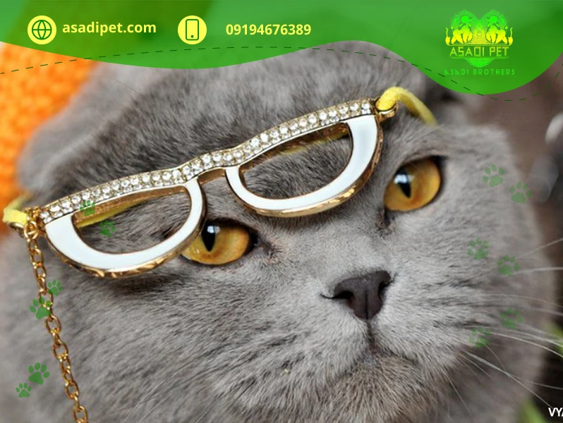 خرید گربه اسکاتیش