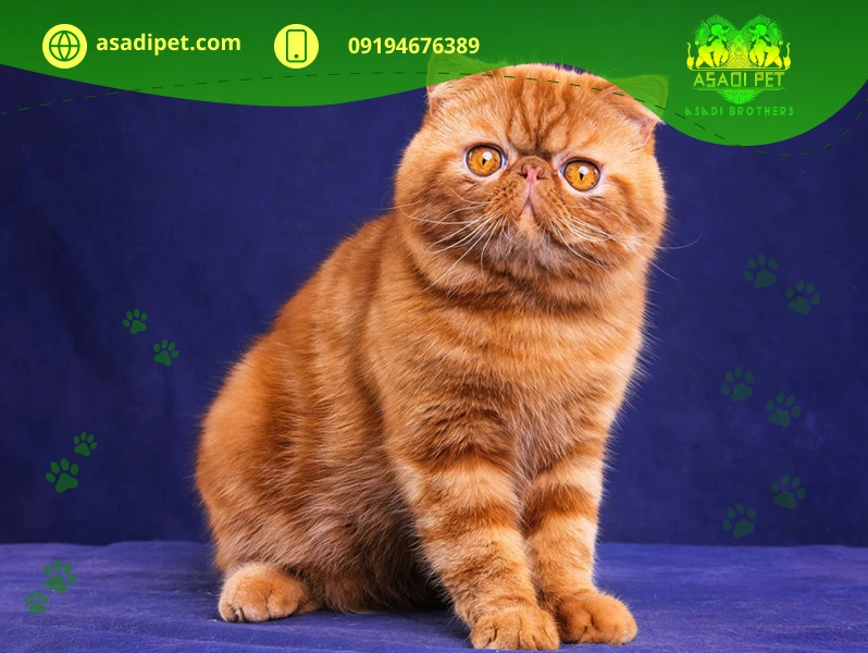 خرید گربه اگزوتیک