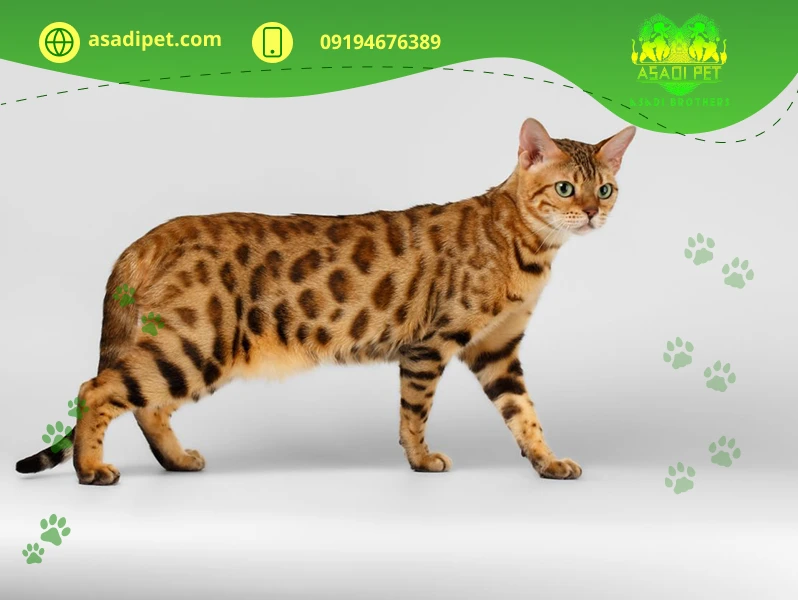 خرید گربه بنگال