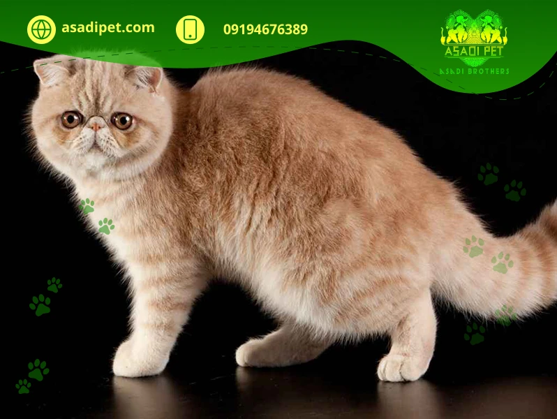خرید گربه نژاد اگزوتیک