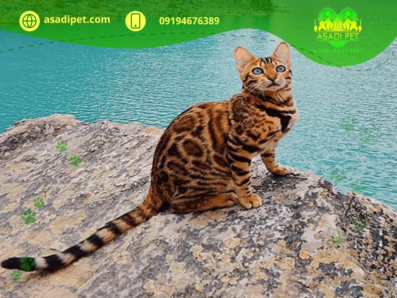 خرید گربه نژاد بنگال