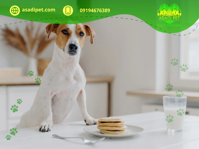 سگ مناسب آپارتمان