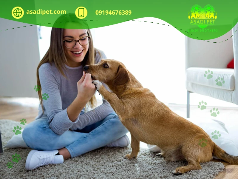 نگهداری سگ در آپارتمان