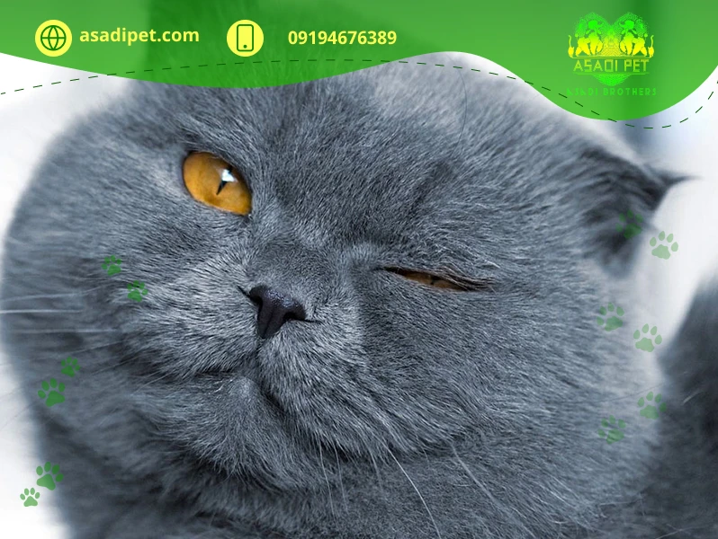 گربه اسکاتیش