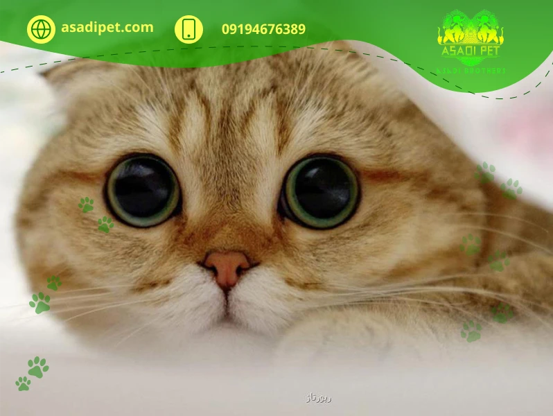 گربه نژاد اسکاتیش فولد