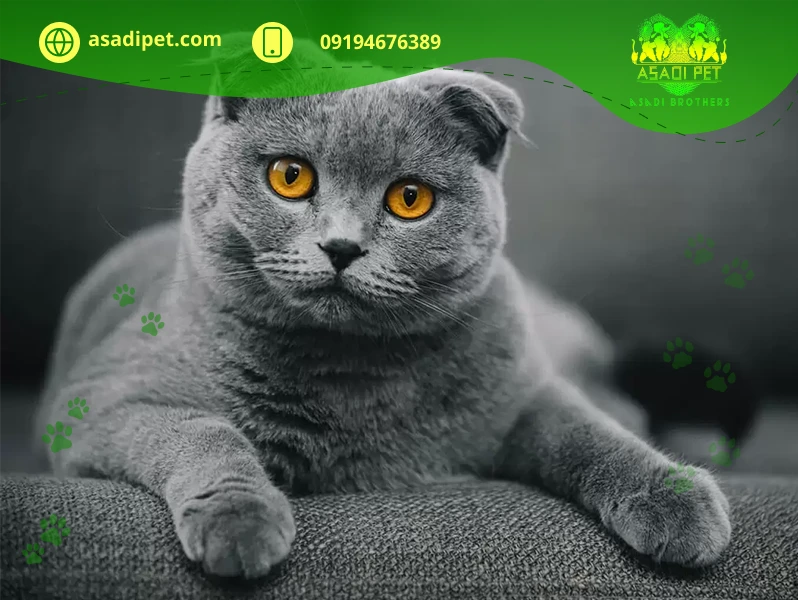 گربه نژاد اسکاتیش