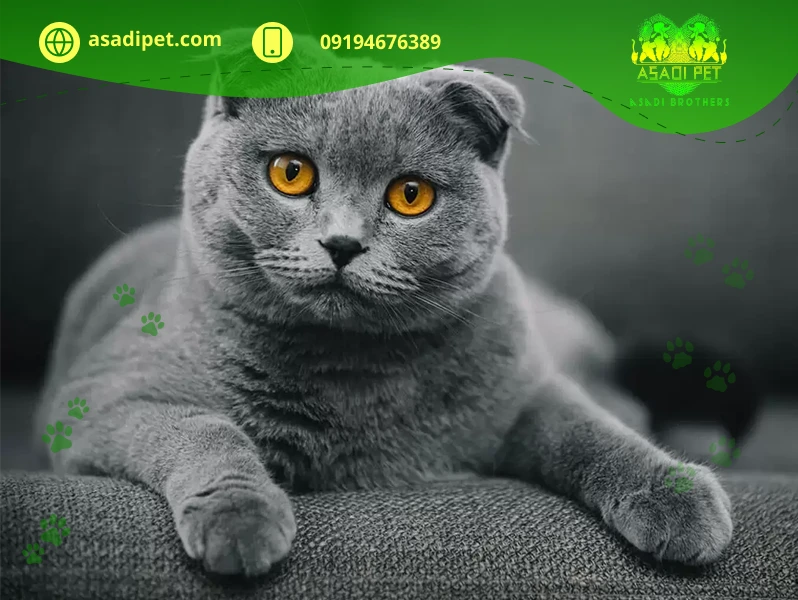 گربه نژاد بریتیش شورت هر