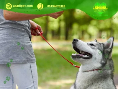 بهترین روش آموزش سگ