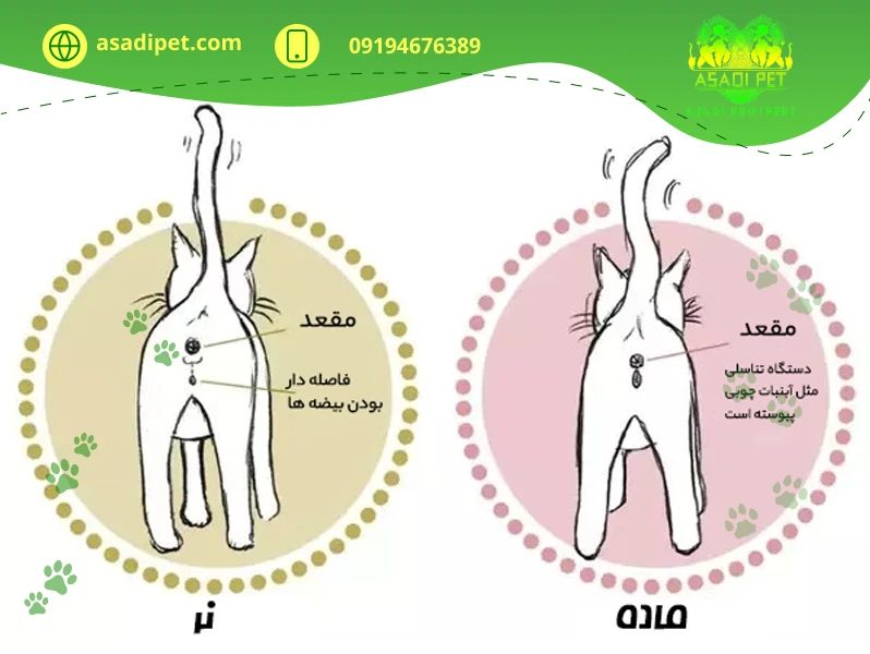 تشخیص جنسیت گربه