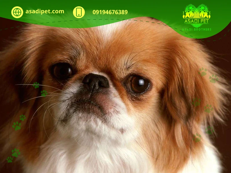 خرید سگ پیکینیز
