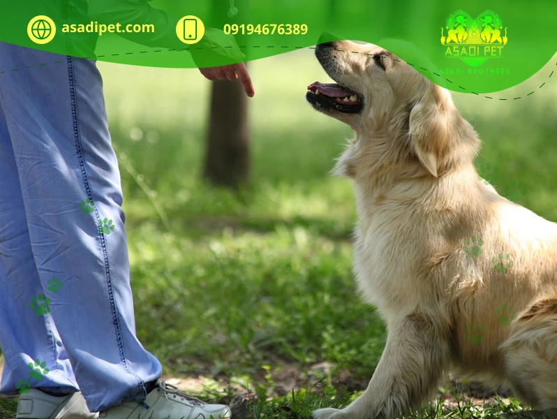 روش های آموزش سگ