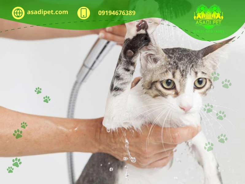 چرا گربه از حمام بدش میاد