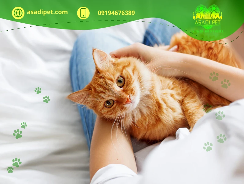 چگونه گربه را عاشق خود کنیم