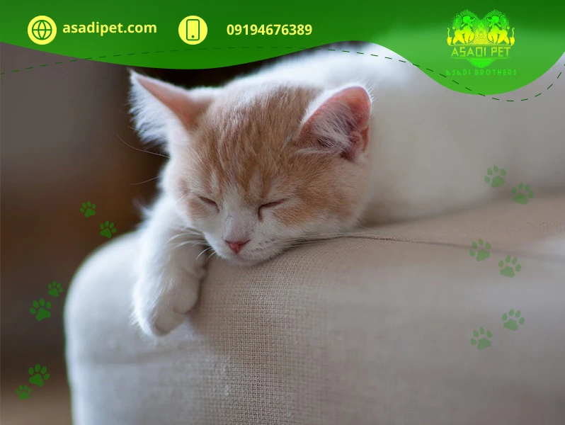 گربه بی حال