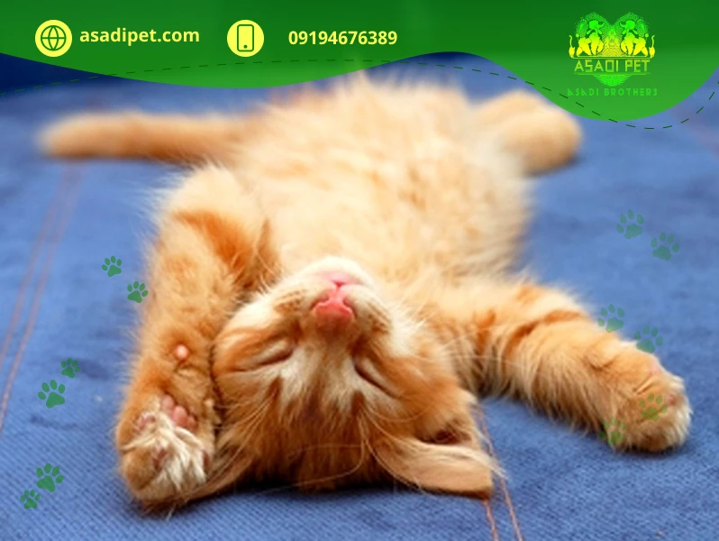 دلیل خرخر گربه