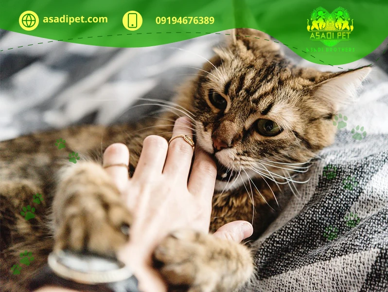 دلیل گاز گرفتن گربه ها