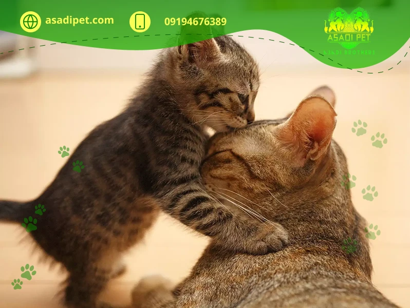 نحوه زایمان گربه