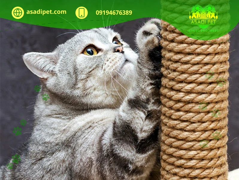 پنل خراش یا اسکرچر گربه