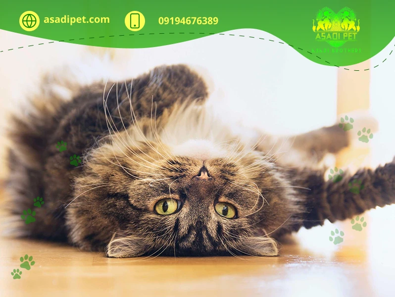 چرا گربه خرخر میکند