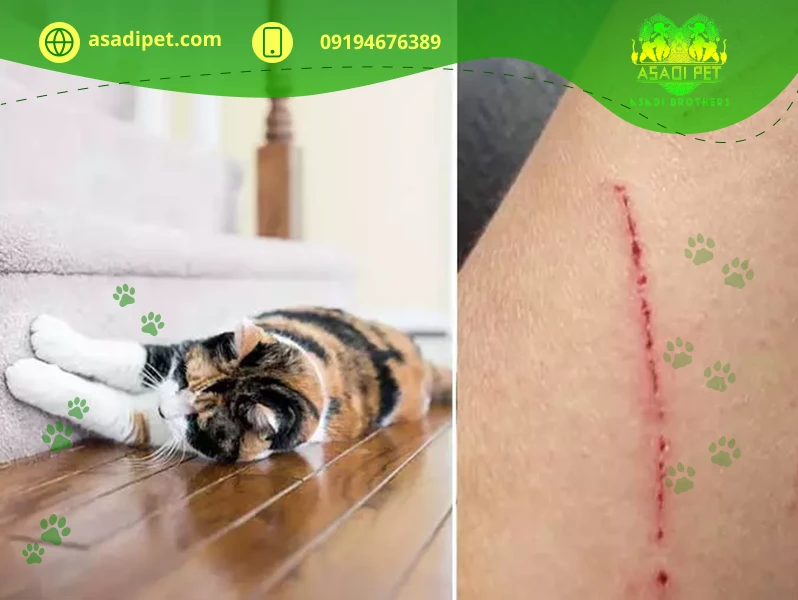 چنگ زدن گربه