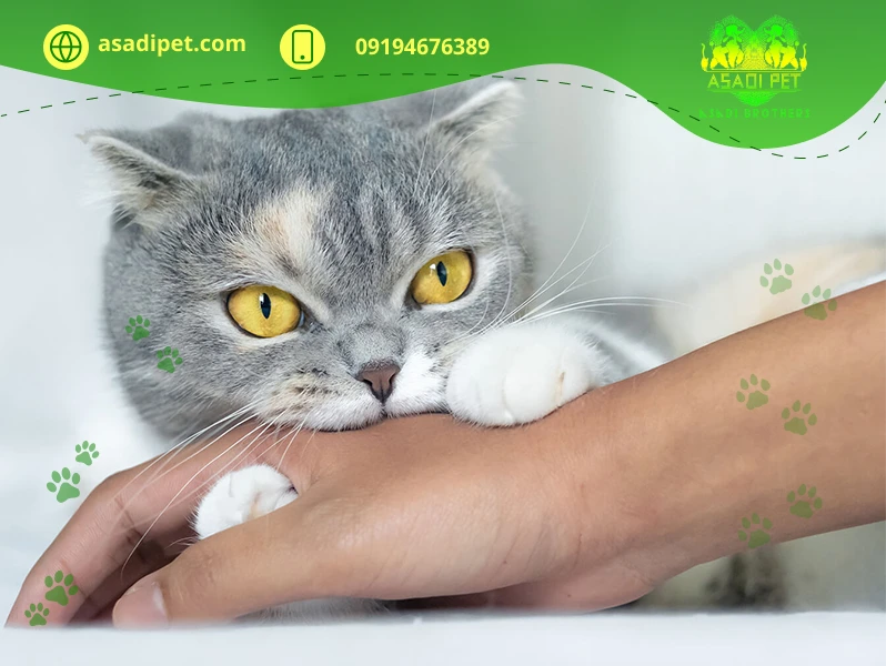 گاز گرفتن گربه