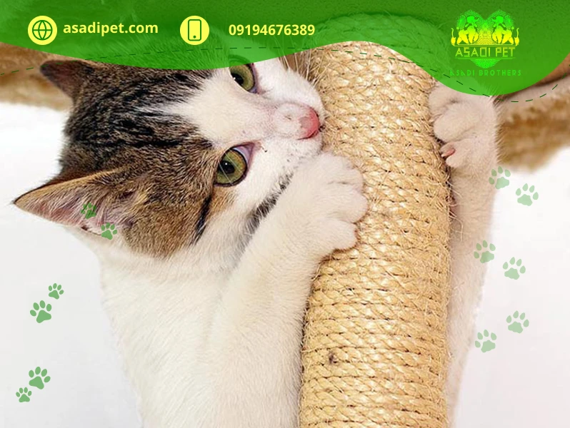 گاز گرفتن گربه