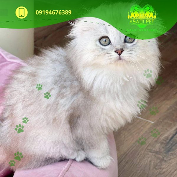 بچه گربه اسکاتیش دبل فولد لانگ هیر 2 ماهه نر