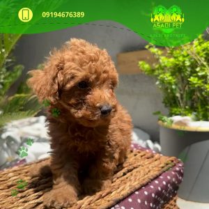 harga red poodle