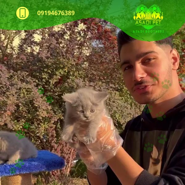 بچه گربه اسکاتیش رنگ بلو 2 ماهه نر