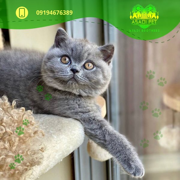 بچه گربه بریتیش بلو 2 ماهه نر