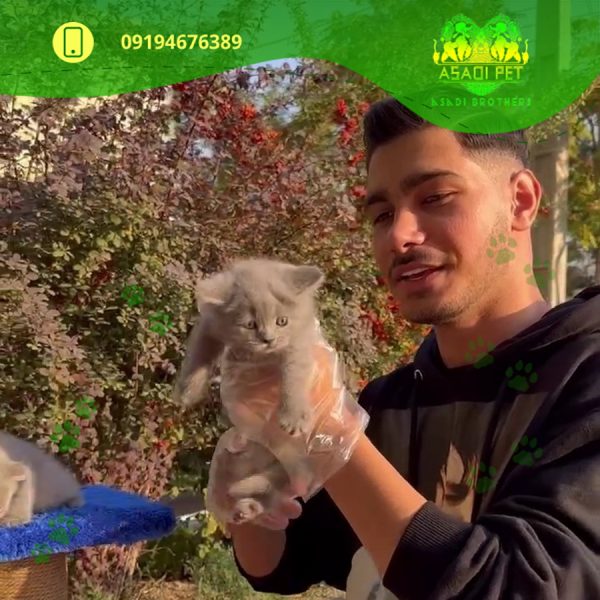 بچه گربه بریتیش رنگ بلو 2 ماهه ماده