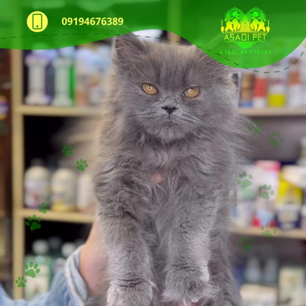 بچه گربه بریتیش لانگ هیر 2 ماهه نر