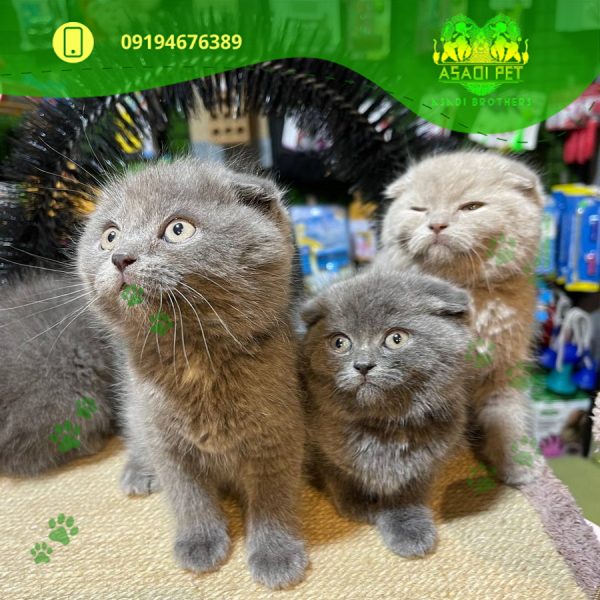 بچه گربه اسکاتیش بلو نر 2 ماهه