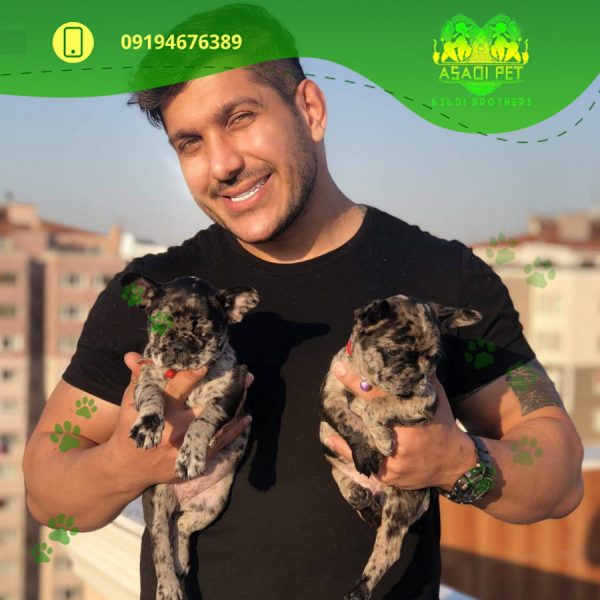 توله سگ فرنچ بولداگ تریکالر 2 ماهه ماده