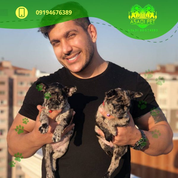 توله سگ فرنچ بولداگ تریکالر 2 ماهه نر