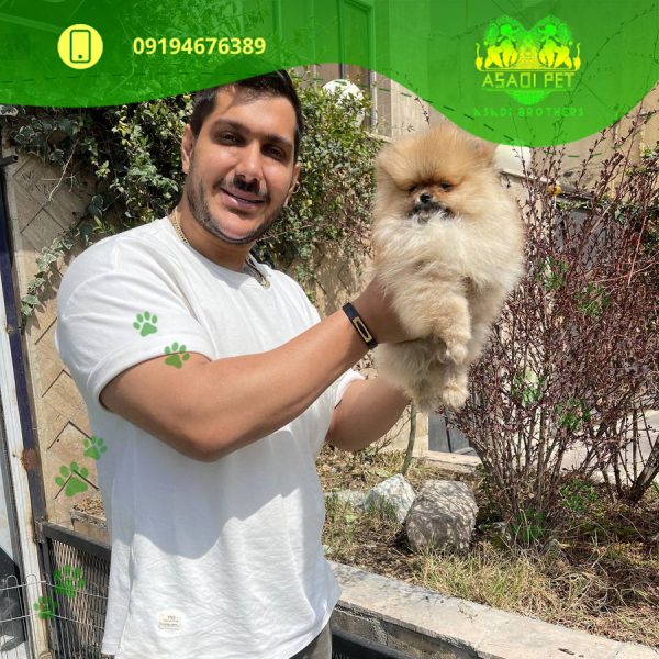 توله سگ پامرانین بوفیس مولتی کالر 2 ماهه ماده