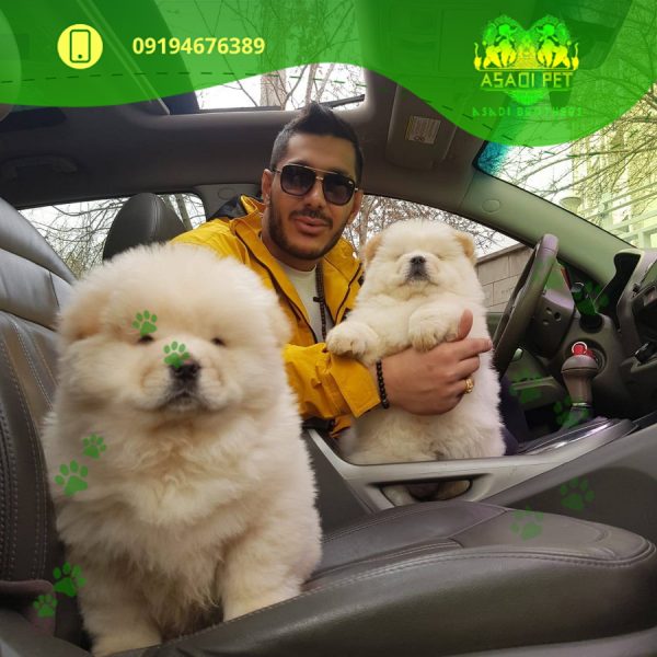 توله سگ چاوچاو وایت 3 ماهه نر وارداتی