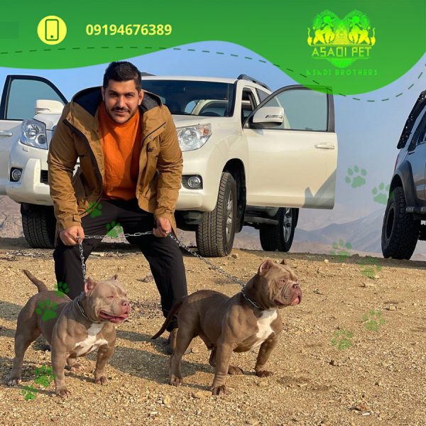 سگ بالغ فرنچ بولداگ بلو نر وارداتی