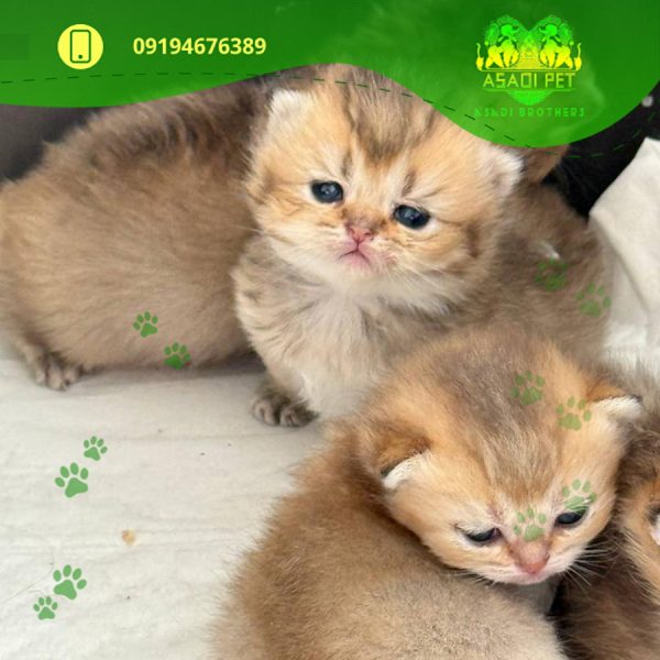 بچه گربه اسکاتیش 2 ماهه گلد اصیل