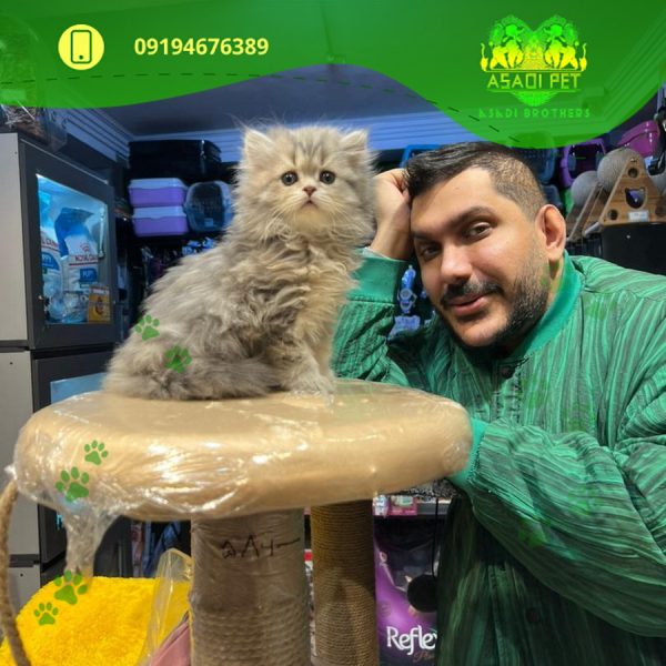 بچه گربه بریتیش لانگ هیر رنگ بلو 3 ماهه (2)