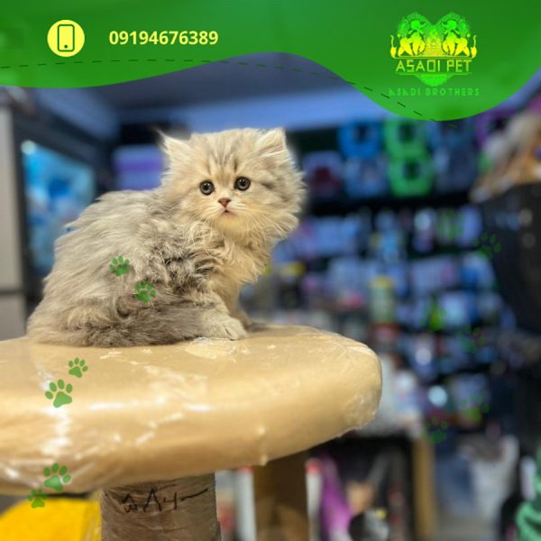 بچه گربه بریتیش لانگ هیر رنگ بلو 3 ماهه