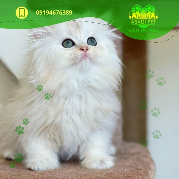 بچه گربه بریتیش لانگ هیر چشم سبز ۲ ماهه رنگ سفید (2)